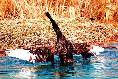 今年夏季《忍者小子》将改编成四人合作动作游戏